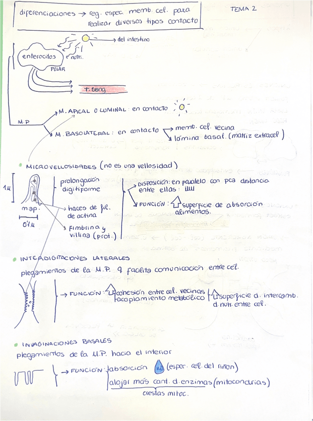 Miniatura del documento TEMA 2-Diferenciaciones de la membrana celular y uniones celulares.pdf