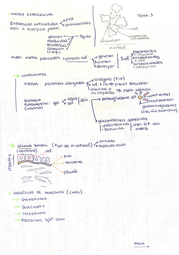 Miniatura del documento TEMA-3-Membrana-celular.-Interaccion-con-el-entorno-y-moleculas-de-adhesion.pdf