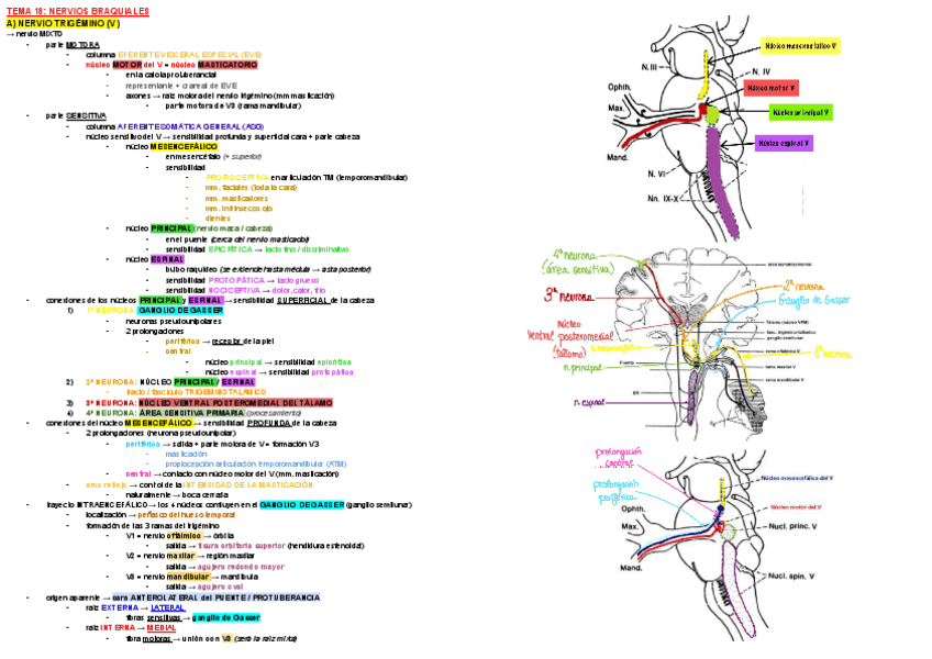 Miniatura del documento ESQUEMA-TEMA-18-ANATO-III.pdf