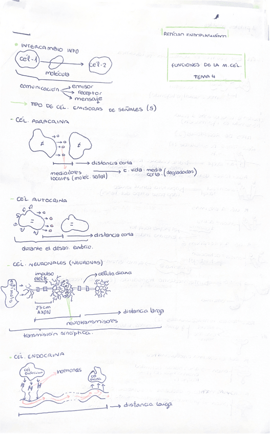 Miniatura del documento TEMA-4-Funciones-de-la-membrana-celular.pdf