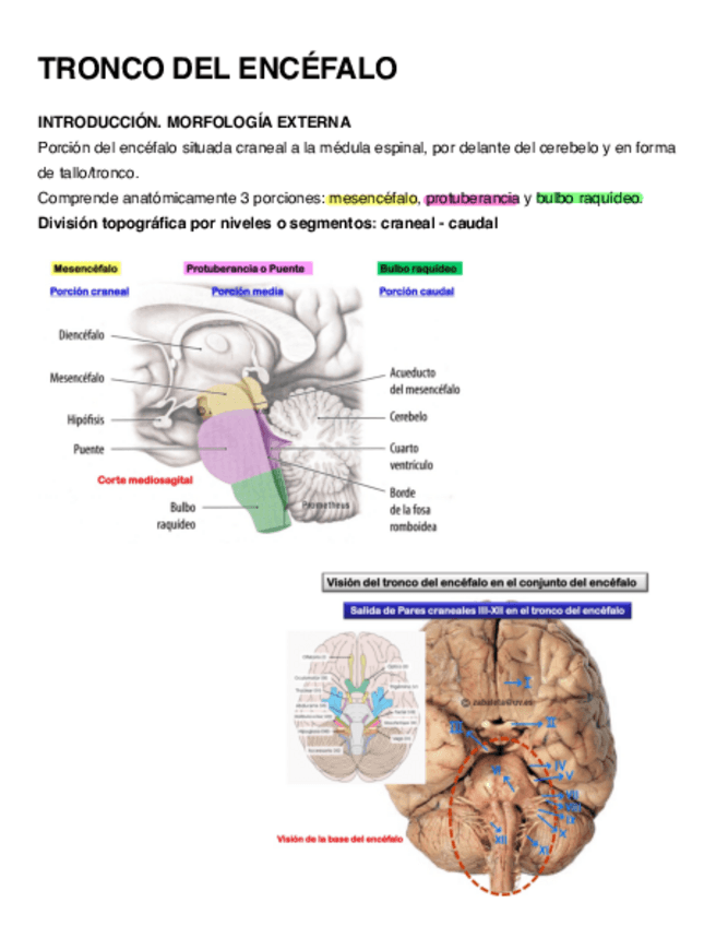 Miniatura del documento Comision-Tronco-Del-Encefalo-temas-15-al-18-1a-parte.pdf