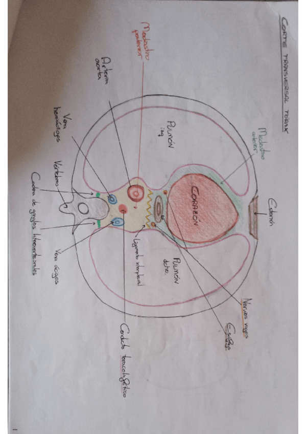Miniatura del documento SEMINARIO-CARDIOVASCULAR.pdf