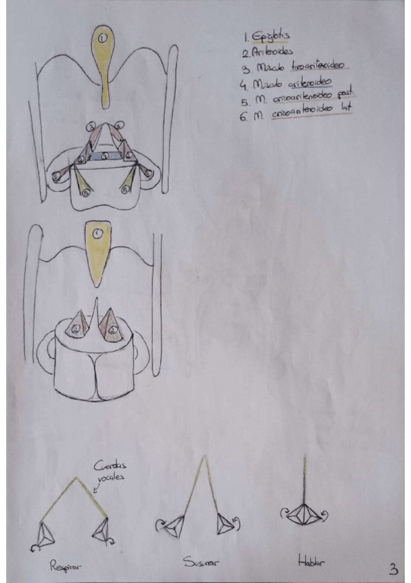 Miniatura del documento SEMINARIO-RESPIRATORIO.pdf