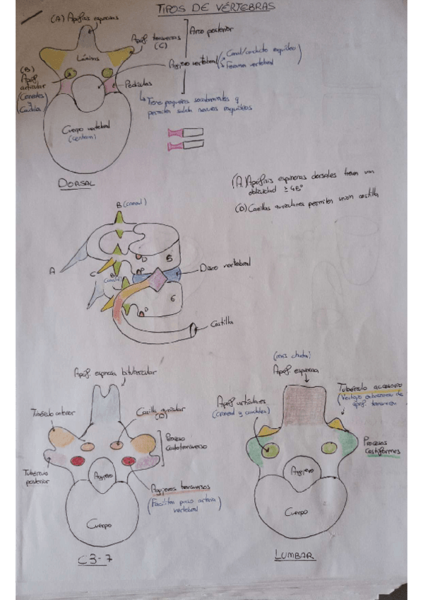 Miniatura del documento SEMINARIO-TRONCO.pdf