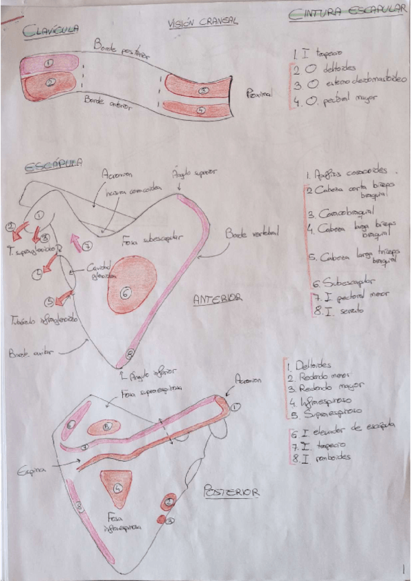 Miniatura del documento MMSS.pdf