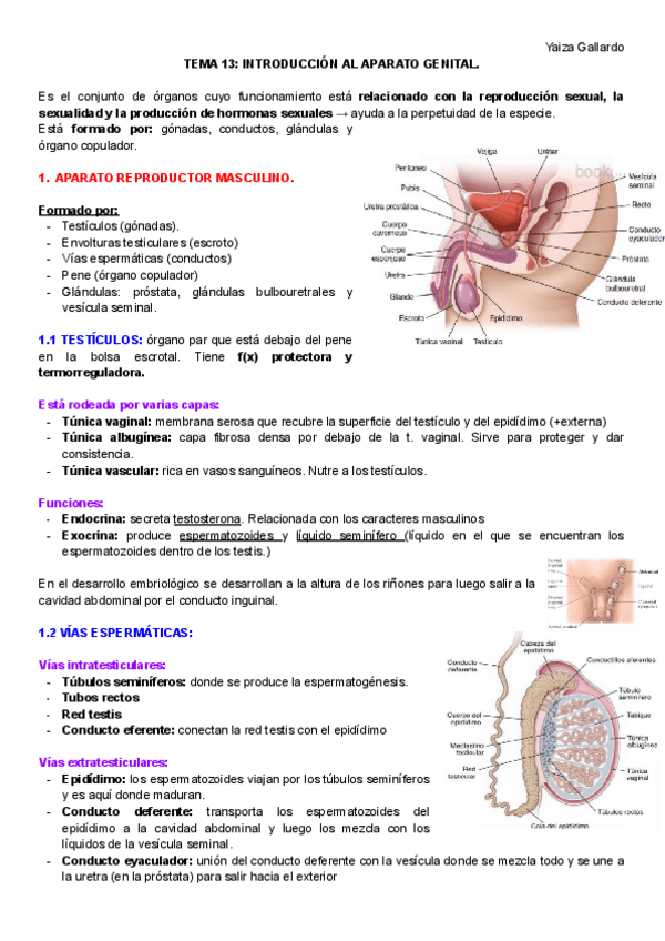 Miniatura del documento TEMA-13.pdf