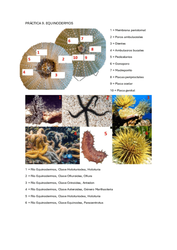 Miniatura del documento 9.-Equinodermos.pdf