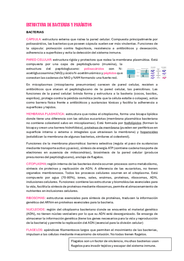 Miniatura del documento ESTRUCTURA-MICROORGANISMOS.pdf