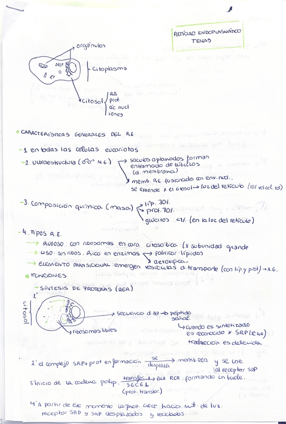 Miniatura del documento TEMA-5-El-reticulo-endoplasmatico.pdf