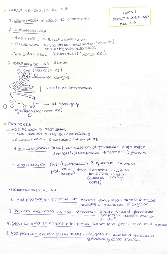 Miniatura del documento TEMA-6-Caracteristicas-generales-del-Aparato-de-Golgi.pdf