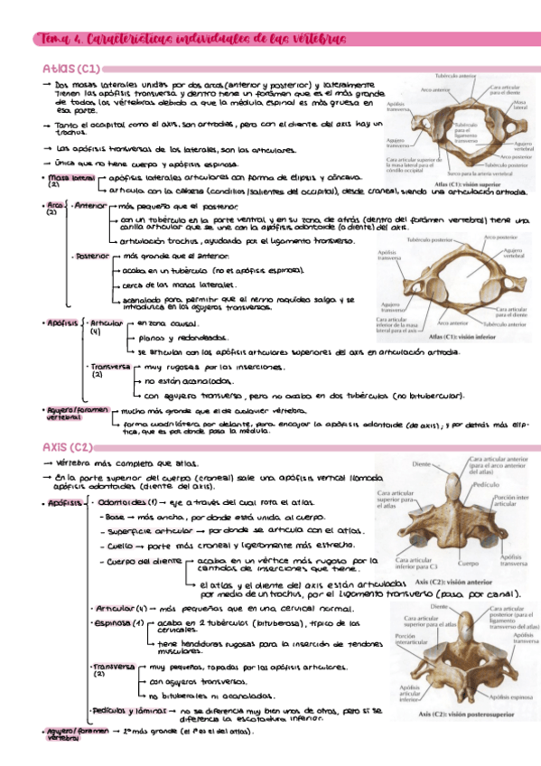 Miniatura del documento Tema-4-Anatomia.pdf