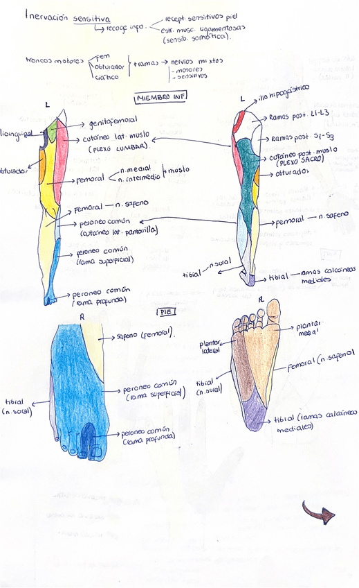 Miniatura del documento INERVACION-ANATO.-GRAL..pdf