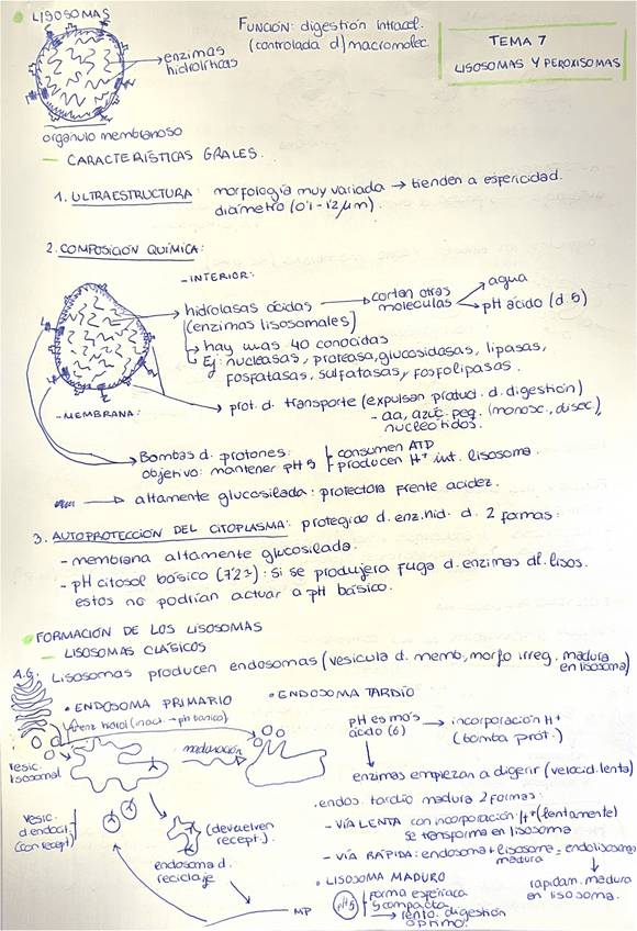 Miniatura del documento TEMA-7-Lisosomas-y-peroxisomas.pdf