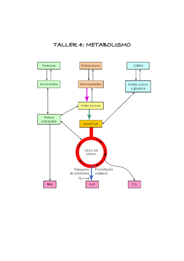 Miniatura del documento Taller-4-bioq.pdf