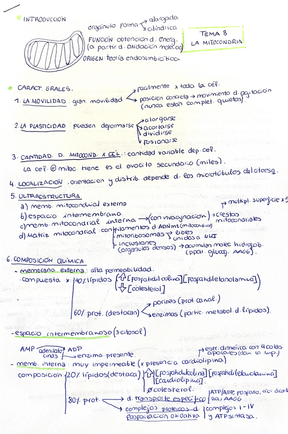 Miniatura del documento TEMA-8-La-mitocondria.pdf