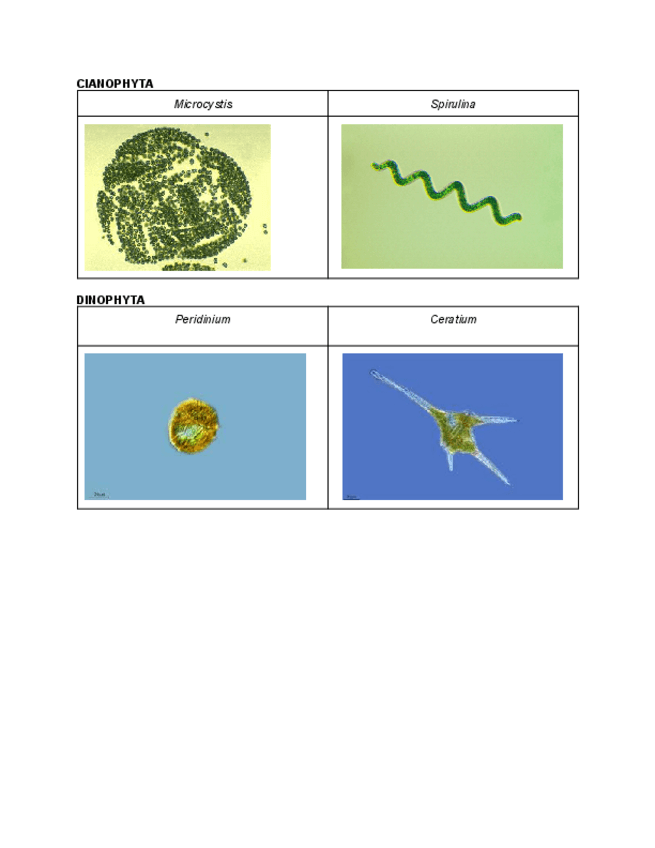 Miniatura del documento Practiques ESPECIES.pdf