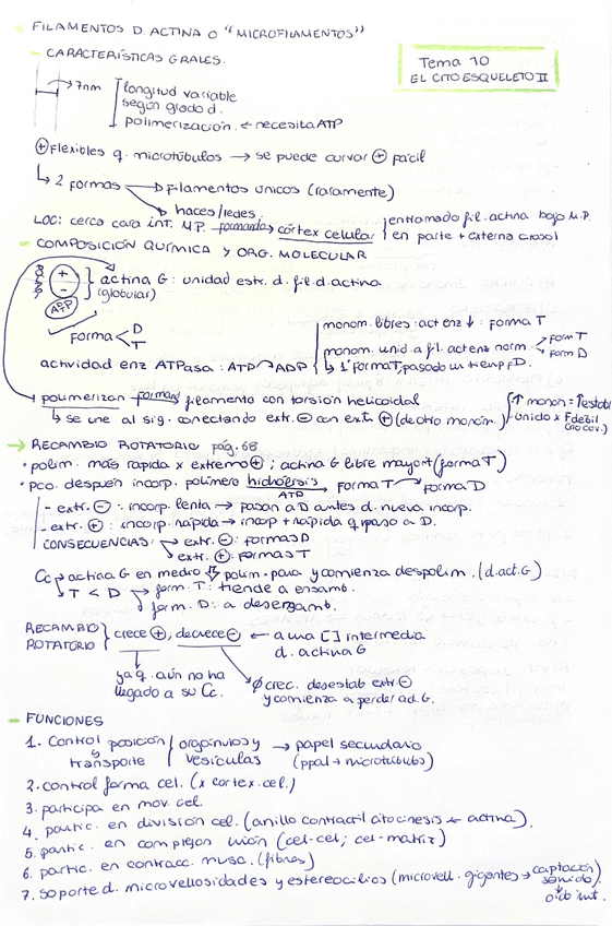 Miniatura del documento TEMA-10-El-citoesqueleto-II.pdf