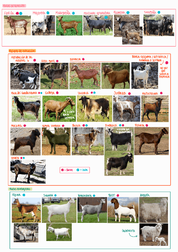 Miniatura del documento Razas-cabras-resumen.pdf