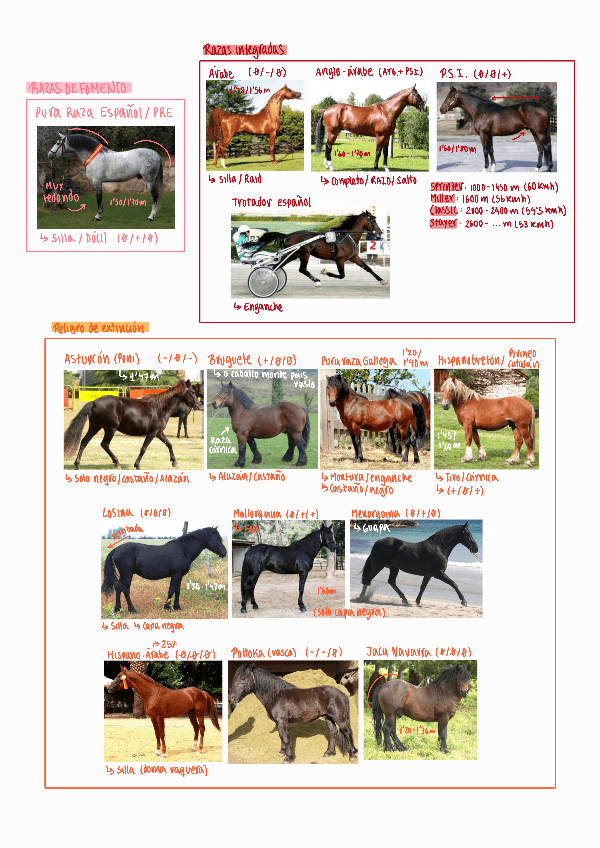 Miniatura del documento Caballos-resumen.pdf