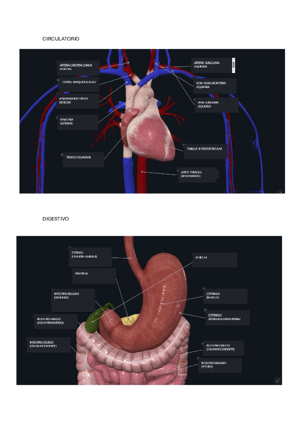 Miniatura del documento LAMINAS-Visceral.pdf