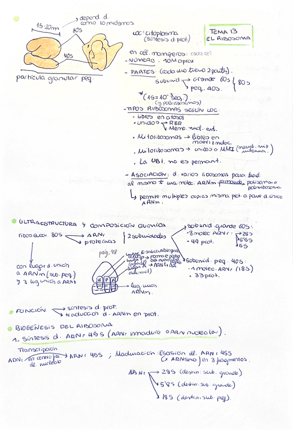 Miniatura del documento TEMA-13-El-ribosoma.pdf