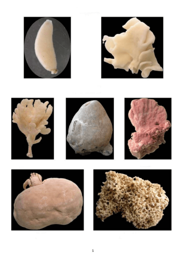 Miniatura del documento Practicas-Zoologia.pdf