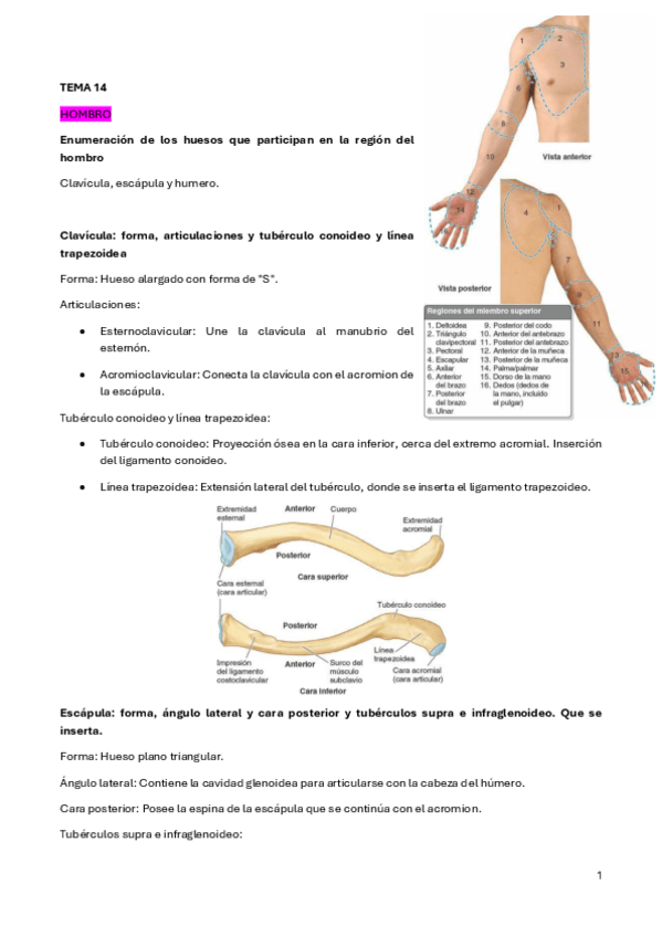 Miniatura del documento Tema-14.pdf