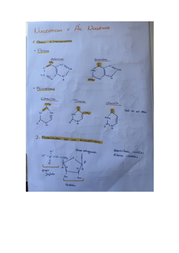 Miniatura del documento AC.-NUCLEICOS-B-BIOMOLEC.pdf