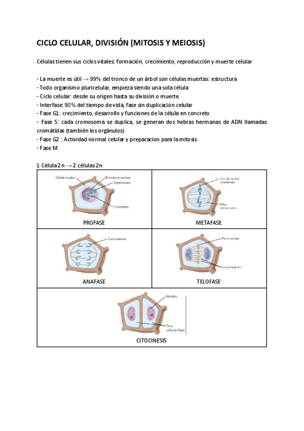 Miniatura del documento TEMA-14-BIOLOGIA-VEGETAL.pdf