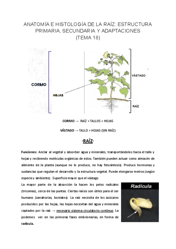 Miniatura del documento TEMA-18-BIOLOGIA-VEGETAL.pdf