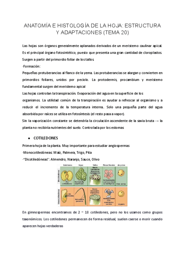 Miniatura del documento TEMA-20-BIOLOGIA-VEGETAL.pdf