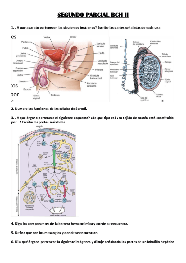 Miniatura del documento PARCIAL-2-BCH-II.pdf