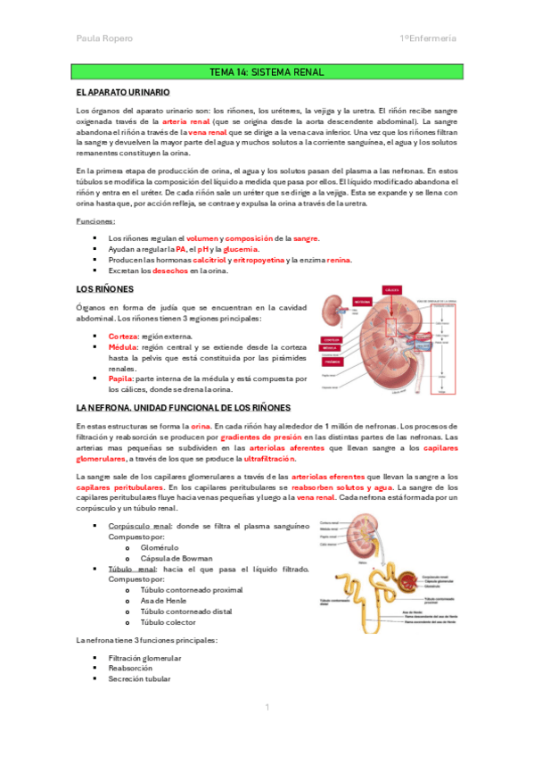 Miniatura del documento Resumen-T.14-Sistema-renal.pdf