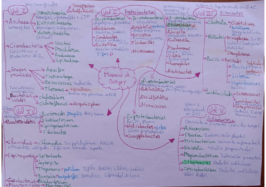 Miniatura del documento Esquema-todo-micro-2-manual-de-Bergey.pdf