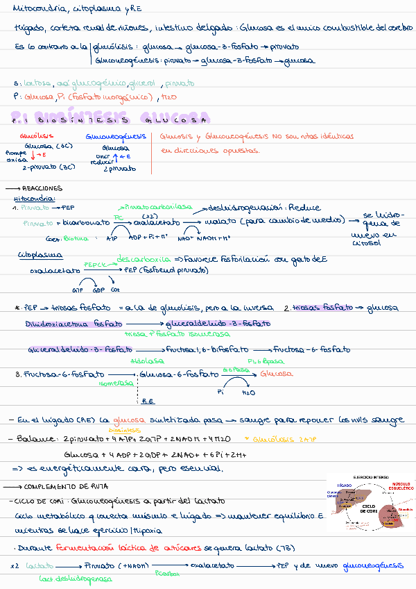 Miniatura del documento T4-GLUCONEOGENESIS.pdf