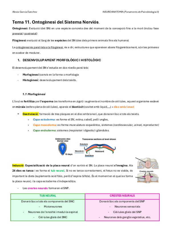 Miniatura del documento T11- NEUROANATOMIA.pdf