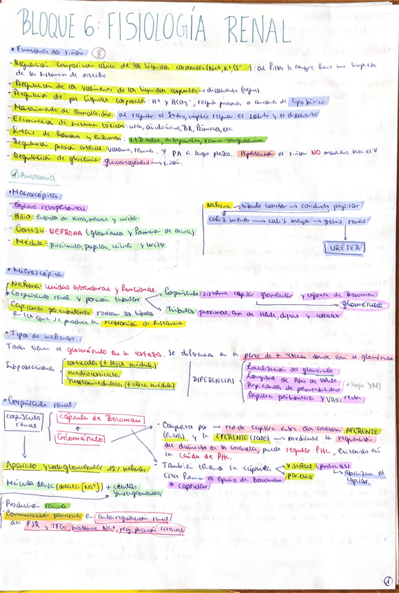 Miniatura del documento APUNTES-RENAL.pdf