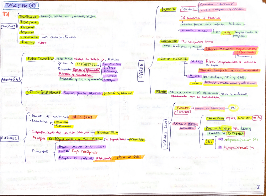 Miniatura del documento Apuntes-digestivo.pdf