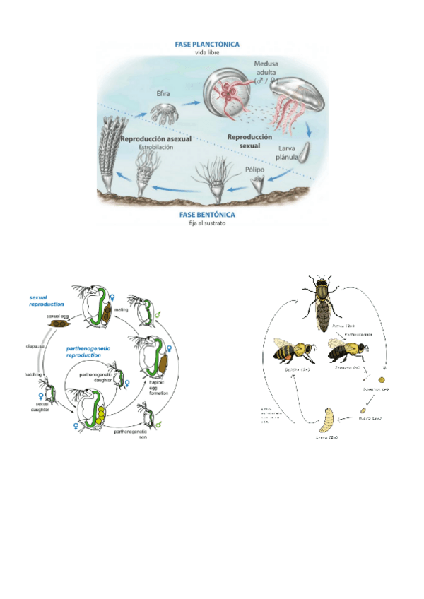 Miniatura del documento 2.3-BOS.pdf