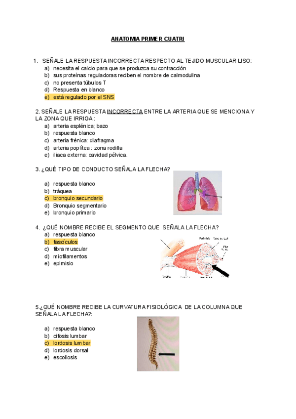 Miniatura del documento ANATOMIA-PRIMER-CUATRI-preguntas-sueltas.pdf
