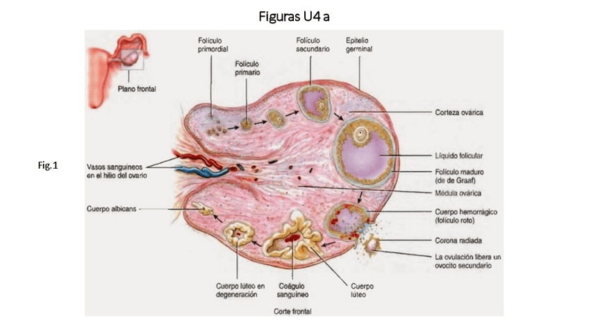 Miniatura del documento 2.Figuras.pdf
