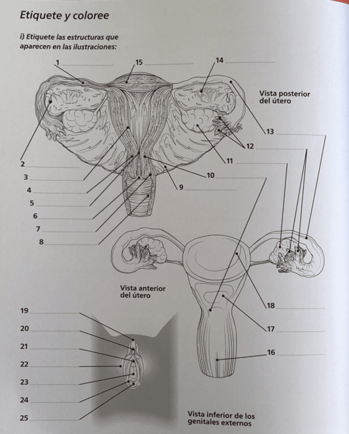 Miniatura del documento Soluciones-obstetriciaroser.pdf