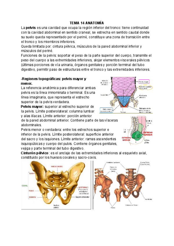 Miniatura del documento T14-ANATOMIA.pdf