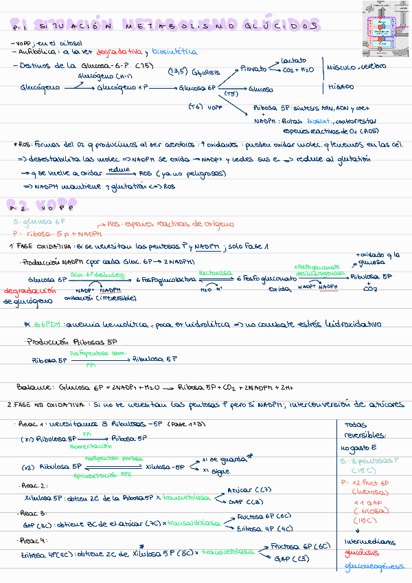 Miniatura del documento T6-VIA-OXIDATIVA-DELAS-PENTOSAS-FOSFATO.pdf