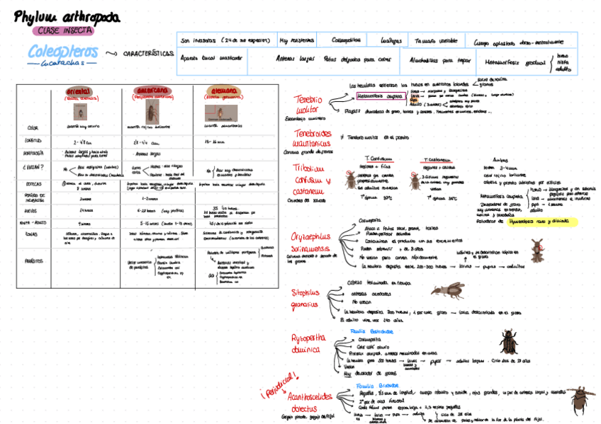Miniatura del documento tablas-esquema-TEMA-3.pdf