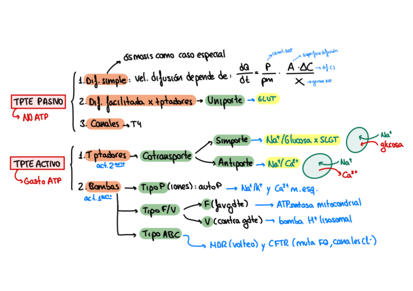 Miniatura del documento Tipos-transporte-por-membrana.pdf