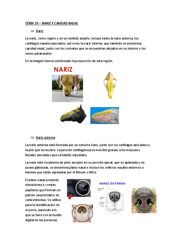 Miniatura del documento 19-parte-I-nariz-y-cavidad-nasal.pdf