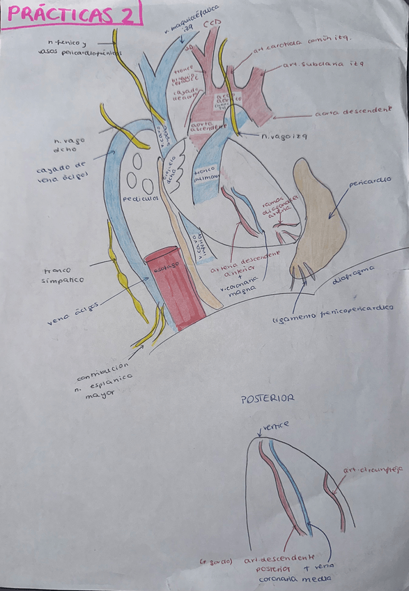 Miniatura del documento dibujos-de-practicas-diseccion.pdf