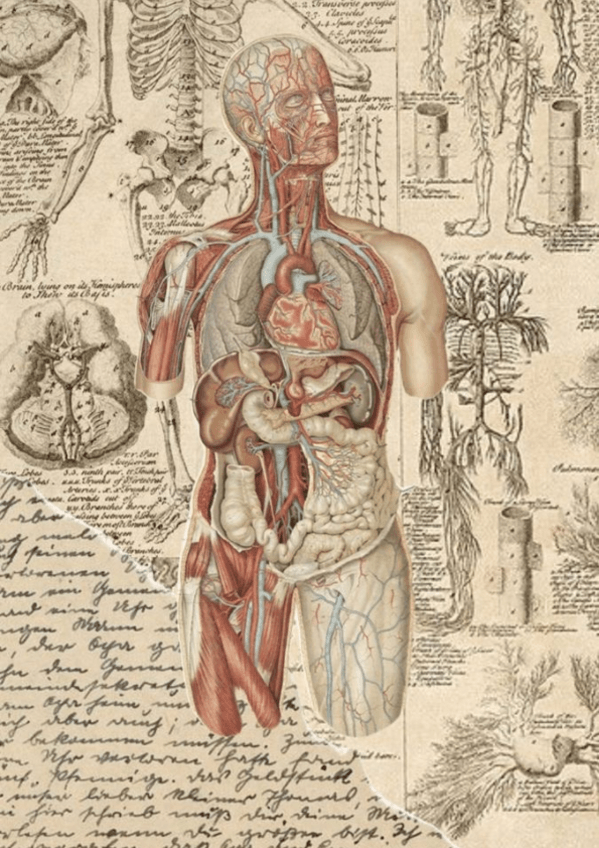 Miniatura del documento APUNTES-FISIOLOGIA-COMPLETO.pdf