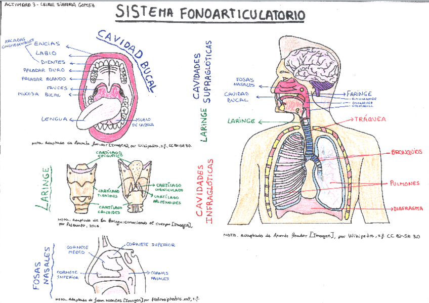 Miniatura del documento SISTEMA-FONOARTICULATORIO.pdf